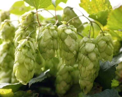 Create A Custom Hops Haven: Nurturing Hops Turns Out Straightforward and Rewarding