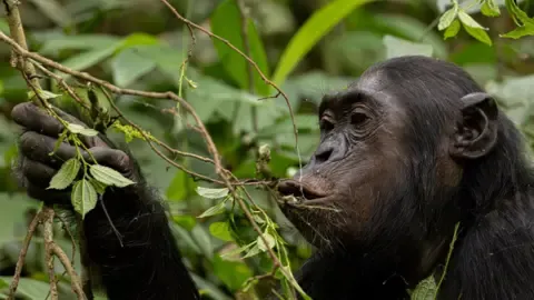Wild Chimps Consuming an Amount Equal of One Lager Per Day from Ripe Produce, Research Reveals