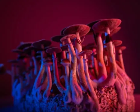 On Drugs by Justin Smith-Ruiu: An Intellectual Exploration into Consciousness Expanders